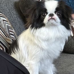 Judge - Black and white male Japanese Chin puppy in Rapid City, South Dakota from Sakura Japanese Chin