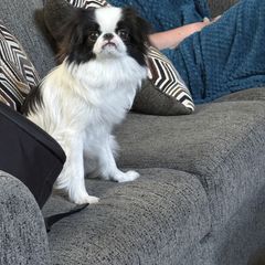 Judge - Black and white male Japanese Chin puppy in Rapid City, South Dakota from Sakura Japanese Chin