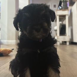 Miniature Schnauzer Puppies from Bellas Schnauzers