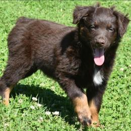 RAISEN - Red tri-color male Australian Shepherd puppy in Nowata, Oklahoma from 4Feathers