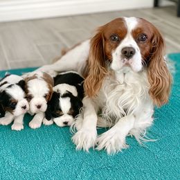 Cavalier King Charles Spaniels from Hanai Cavaliers