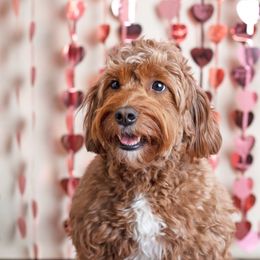 Harper - Goldendoodle