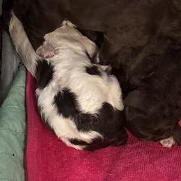 Pup 4 - Sable female Lagotto Romagnolo puppy in Old Saybrook, Connecticut from Sherlyn Kennels