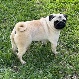 ButterCup - Pug