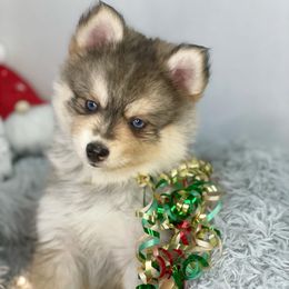 Pomsky Puppies from Midnight Sun Pomskies