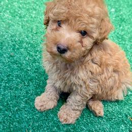 Red - Red  male Poodle puppy in Salem, Oregon from Oregon Poodle Oodle Doodles