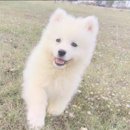 Jewel - White female Samoyed puppy in Durant, Oklahoma from OrangeLine Samoyeds