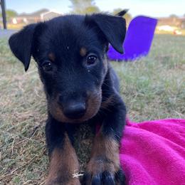 Delica - Black and rust Beauceron puppy in Haslet, Texas from Wanderlust Beaucerons