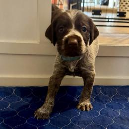 Blue - Brown and gray male Wirehaired Pointing Griffon puppy in Devine, Texas from Tombstone Kennels