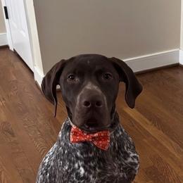 Gunner - Liver roan male German Shorthaired Pointer puppy in Dugspur, Virginia from Pilgrims Trails Shorthairs