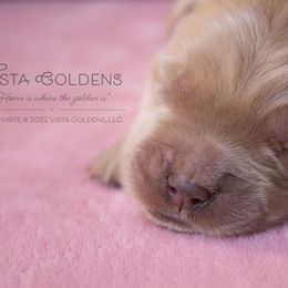 Teal - Golden Retriever puppy in Grand Blanc, Michigan from Vista Goldens