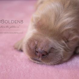 Teal - Golden Retriever puppy in Grand Blanc, Michigan from Vista Goldens