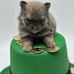 Girl 3 - Blue and tan Pomeranian puppy in Tulsa County, Oklahoma from CP Kennels