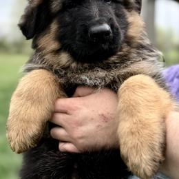 Skye - Black and red female German Shepherd puppy in Johnstown, Ohio from Vom Haus Neufus