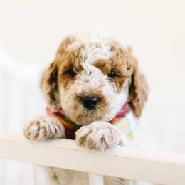 Goldendoodle Puppies from Dashing Doodle Pups