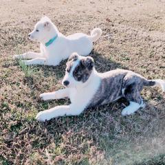 Armenian Gampr Puppies from Muddy Acres Farm
