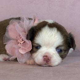 Raven - Chocolate and white female Chihuahua puppy in Gloucester, Virginia from Charlotte's Web of Chihuahuas