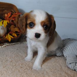 Bella - Blenheim female Cavalier King Charles Spaniel puppy in Mountain Grove, Missouri from Dogwood & Sassafras Companions