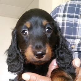 Dachshunds from Wyrmhund Dachshunds
