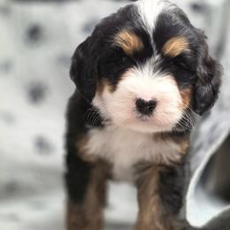 Axel - Tri-color male Bernedoodle puppy in Shelton, Washington from NW Bernedoodles of Washington