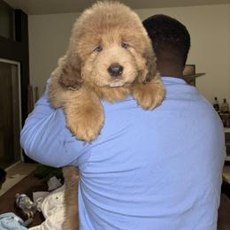 Simba - Red gold male Tibetan Mastiff puppy in Gardena, California from Crown Lion Kennels