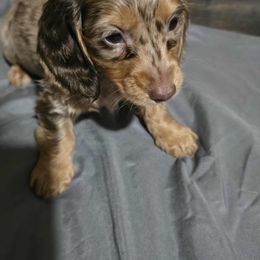 Boy 2 - Dapple male Dachshund puppy in Jackson's Gap, Alabama from Lake Martin Doxies