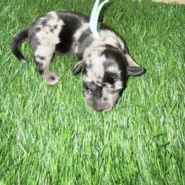 Teal Dapple girl - Dapple female Dachshund puppy in Apopka, Florida from The HotDog Stand