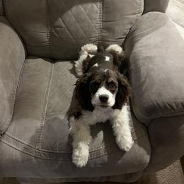 Cocker Spaniel All Grown Up from 4D