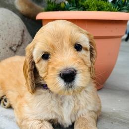 Sheryl Crow - Apricot Australian Labradoodle puppy in Washington from Primrose Australian Labradoodles