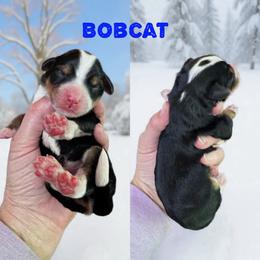 Bobcat - Tri-color male Bernedoodle puppy in Banner Elk, North Carolina from Walnut Tree Bernedoodles
