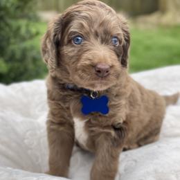 Boy 1 - Red merle male Aussiedoodle puppy in Houston, Texas from Waggin’ R Tails
