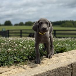 Blue female - Blue female Weimaraner puppy in Lancaster, Kentucky from Heavy Hollow Farm