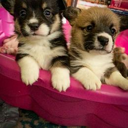 Pembroke Welsh Corgi Puppies from Annwyl McCorgis