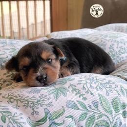 Baby Boy Max - Black and tan male Yorkshire Terrier puppy in Petersburg, Virginia from Louie yorkie crustables