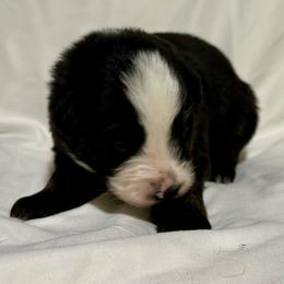Nova - Black tri-color female Australian Shepherd puppy in Lynnville, Indiana from Moonlightaussies