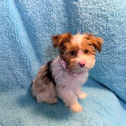 Roxy - Chocolate, tan and white female Yorkshire Terrier puppy in Shelton, Washington from Cute Yorkies