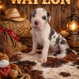 Waylon - Harlequin male Great Dane puppy in Tyler, Texas from Blessed By Danes