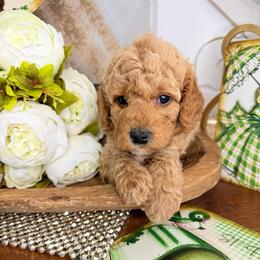 Cinderella - Apricot female Goldendoodle puppy in Sheridan, Arkansas from Arkie Doodles