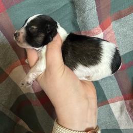 Hendry - Parti male Miniature Schnauzer puppy in Scottsboro, Alabama from EsKay Mini Schnauzers