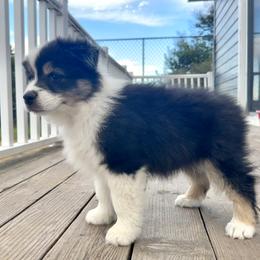 Abe - Black tri-color male Australian Shepherd puppy in Wauneta, Nebraska from 4H Aussies