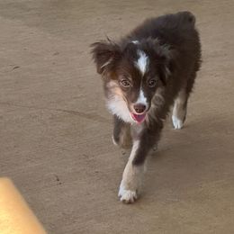 Grinch - Red tri Toy Australian Shepherd puppy in Dayton, Tennessee from Willow Ridge Mini and Toy Aussies