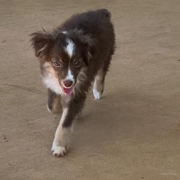 Grinch - Red tri Toy Australian Shepherd puppy in Dayton, Tennessee from Willow Ridge Mini and Toy Aussies
