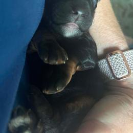 Female phantom 1 - Phantom female Bernedoodle puppy in Seattle, Washington from Clemleth Aussiedoodles