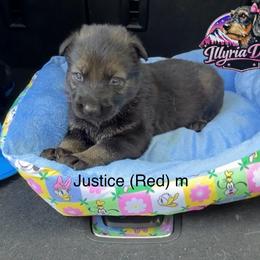 Justice (red) - Sable male German Shepherd puppy in Livingston, Kentucky from Illyria Dox & GSD