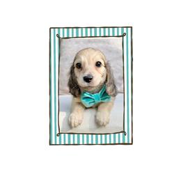 Luke - Cream male Dachshund puppy in Laurel, Mississippi from Kissinger Dachshunds