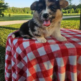 Pembroke Welsh Corgi puppies from Voneida Collies & Corgis