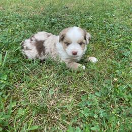 Red Merle (white) - Red merle male Toy Australian Shepherd puppy in Hillsboro, Illinois from Shoal Creek Puppies