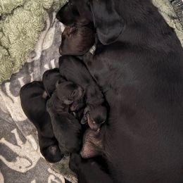 Bleu - Red male Dachshund puppy in Las Vegas, Nevada from Desert Dachshunds