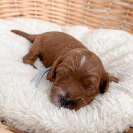 Biscuit - Red male Cavapoo puppy in Apache Junction, Arizona from Coffey House Doodles