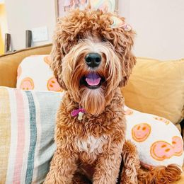 Billie Jean - Australian Labradoodle